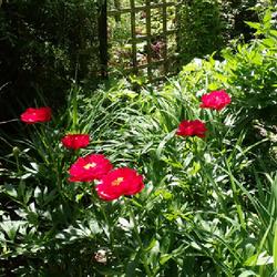 Location: My garden in Ontario, Canada
Date: 2022-06-14
Hard colour to photograph