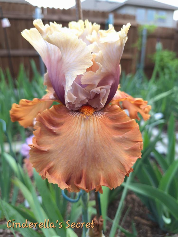 Photo of Tall Bearded Iris (Iris 'Cinderella's Secret') uploaded by javaMom