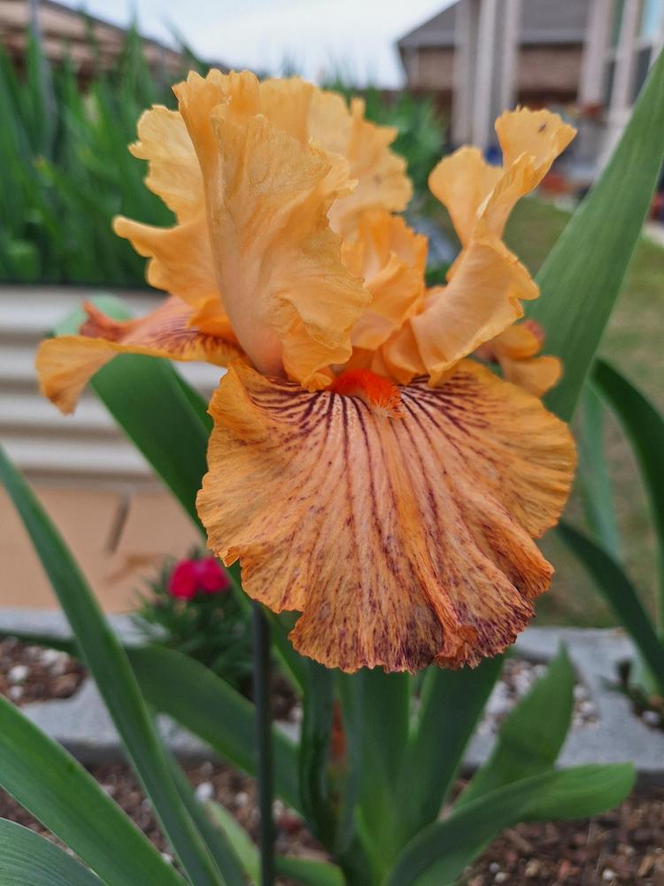 Photo of Tall Bearded Iris (Iris 'Sailor's Warning') uploaded by javaMom