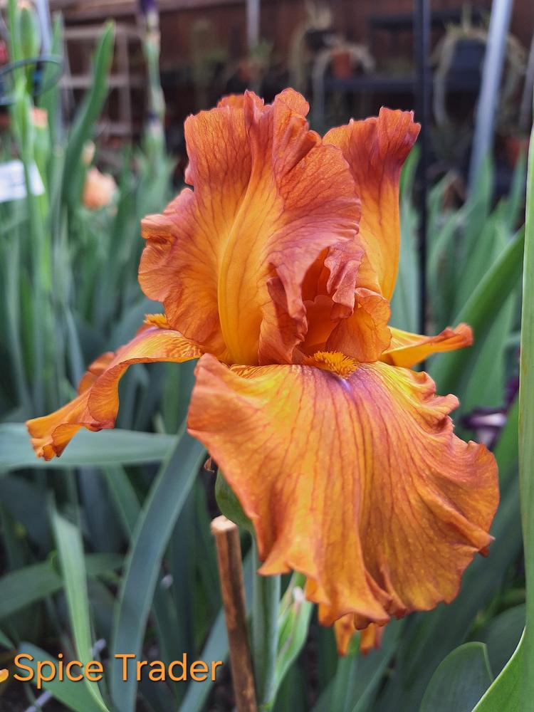 Photo of Tall Bearded Iris (Iris 'Spice Trader') uploaded by javaMom