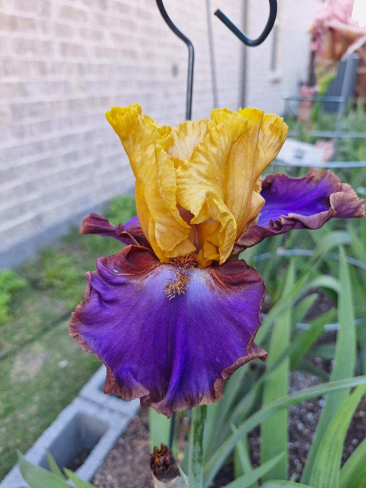 Photo of Tall Bearded Iris (Iris 'Men Are From Mars') uploaded by javaMom