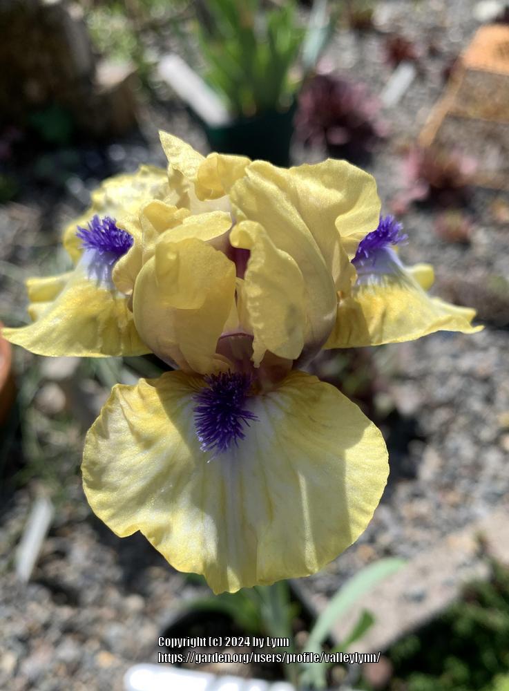 Photo of Standard Dwarf Bearded Iris (Iris 'Blue Eyed Girl') uploaded by valleylynn