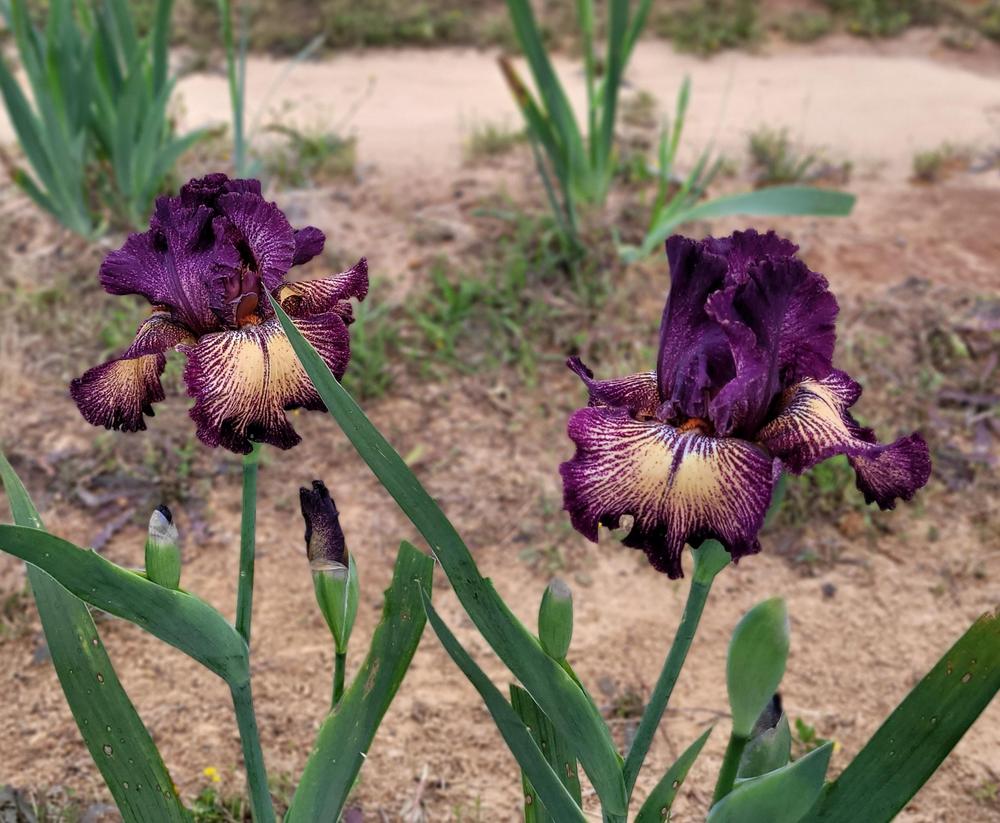 Photo of Tall Bearded Iris (Iris 'Drama Queen') uploaded by Bitoftrouble