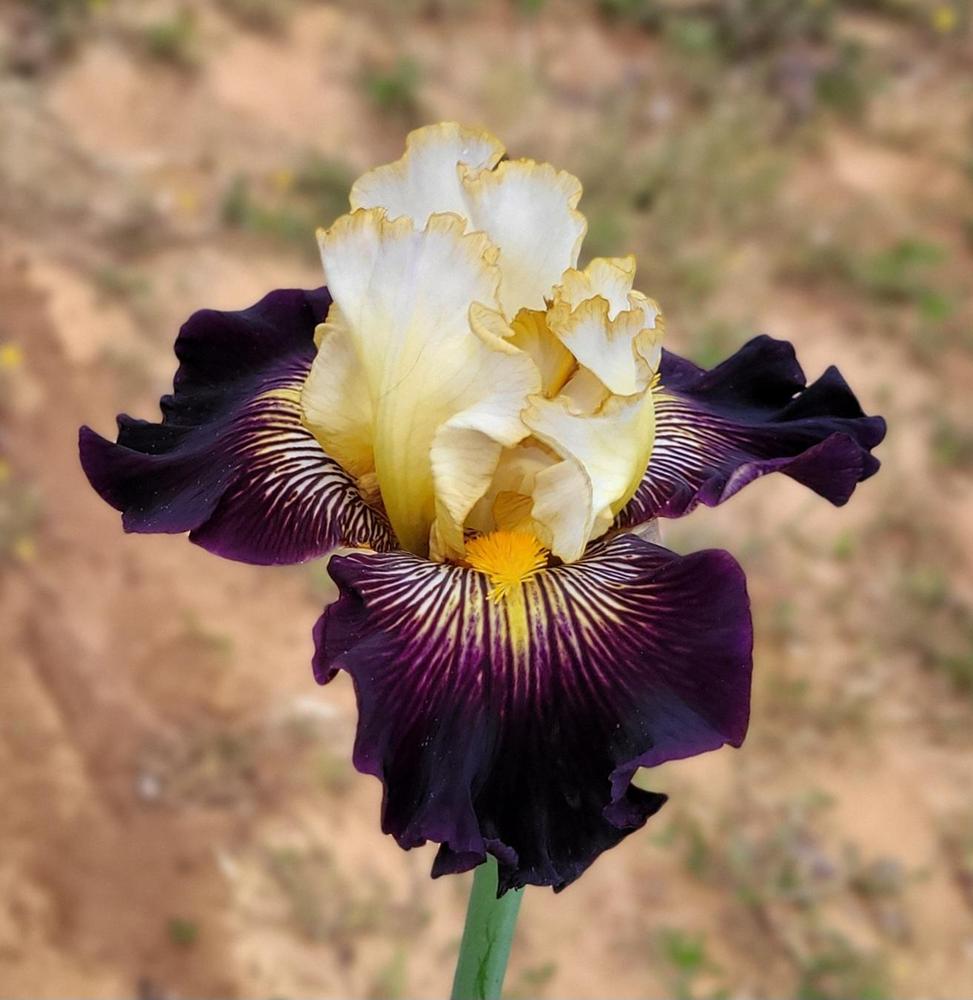 Photo of Tall Bearded Iris (Iris 'Reckless Abandon') uploaded by Bitoftrouble