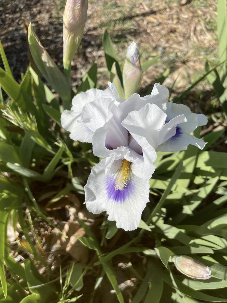 Photo of Arilbred Iris (Iris 'Desert Snow') uploaded by Bloomerrang
