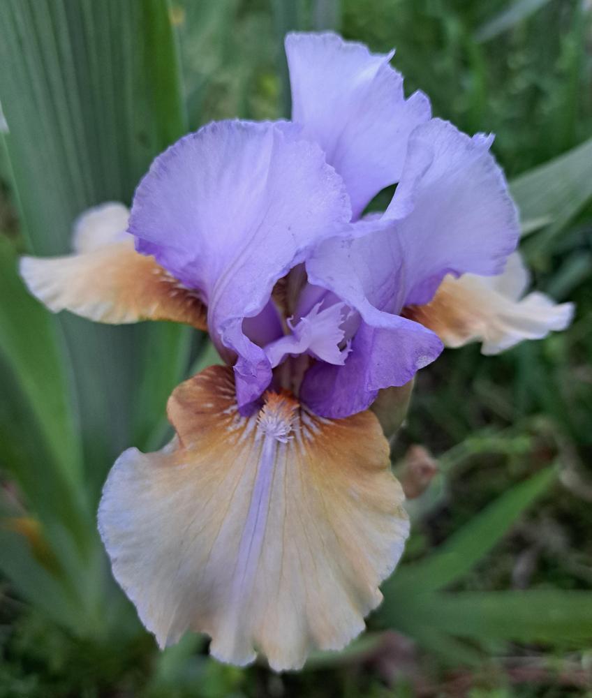Photo of Intermediate Bearded Iris (Iris 'Fast Forward') uploaded by BlueRidgeGardener23