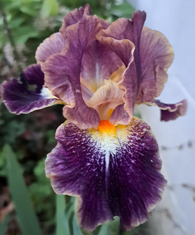 Photo of Intermediate Bearded Iris (Iris 'Micro Burst') uploaded by BlueRidgeGardener23