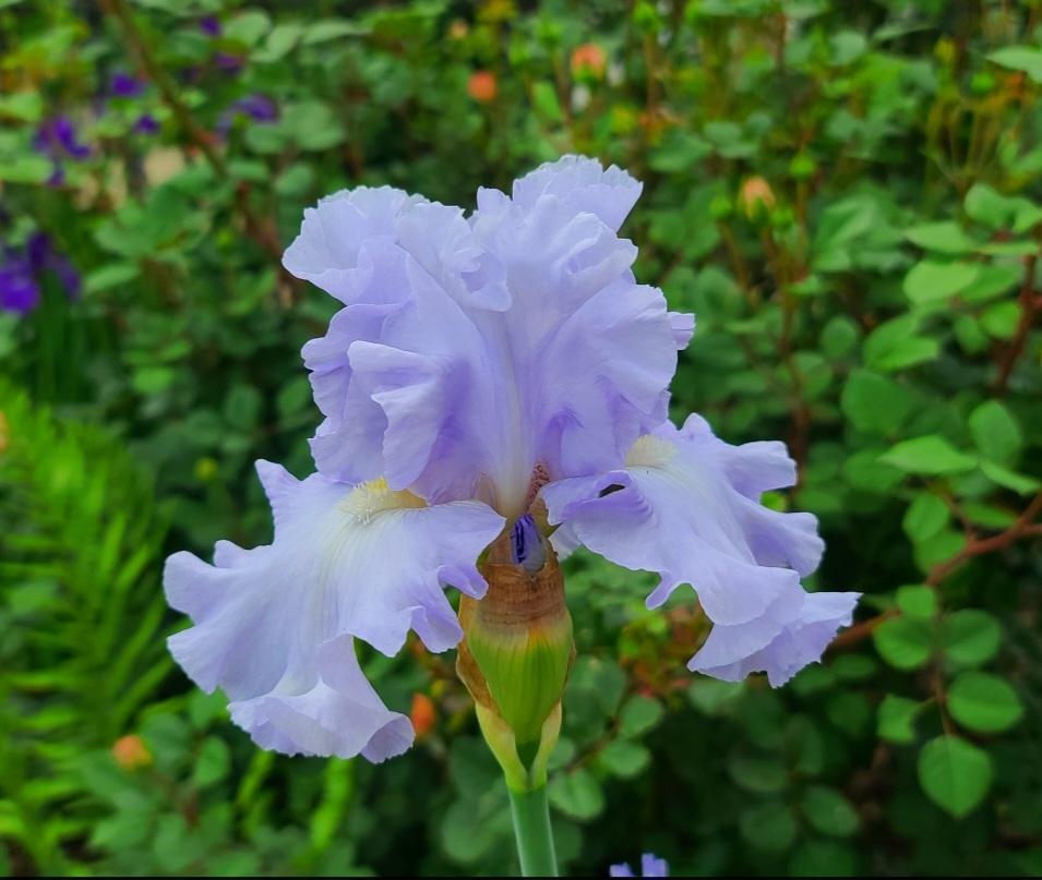 Photo of Tall Bearded Iris (Iris 'Opal Creek') uploaded by BrookeCarrollGant