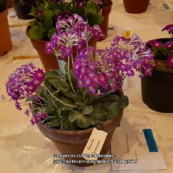 Location: Alpine Garden Society show, Hexham, Northumberland, England UK 
Date: 2024-04-13
Primula frondosa