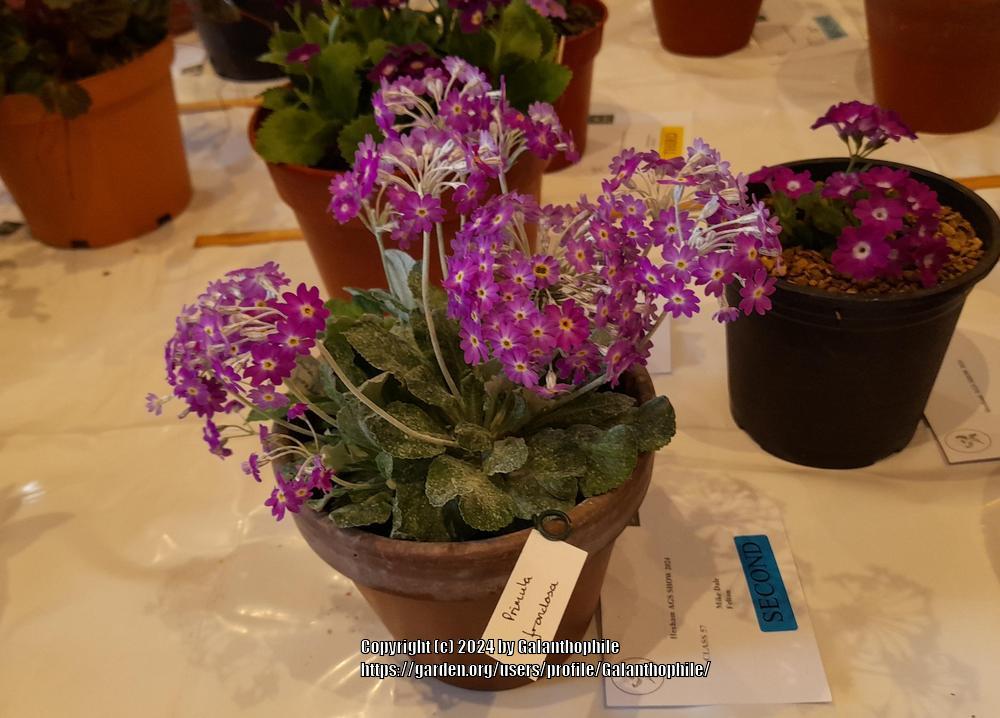 Photo of Primrose (Primula frondosa) uploaded by Galanthophile
