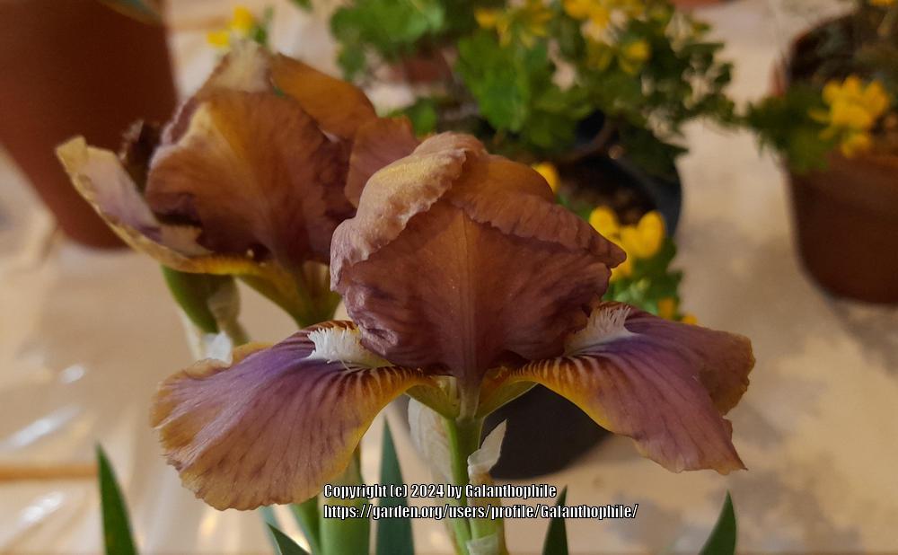 Photo of Miniature Dwarf Bearded Iris (Iris 'Wee Harry') uploaded by Galanthophile