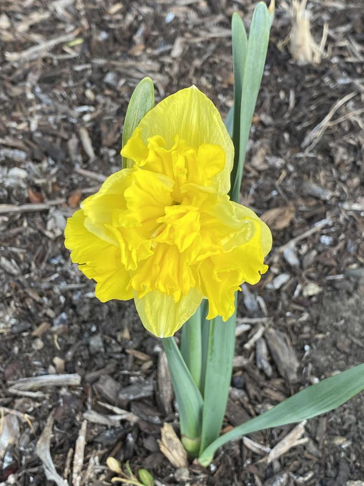 Photo of Split-Cupped Collar Daffodil (Narcissus 'Flyer') uploaded by Legalily