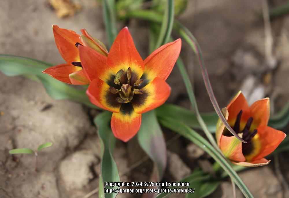 Photo of Species Tulip (Tulipa orphanidea) uploaded by Valery33