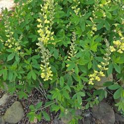Location: Sandhills Horticultural Gardens Southern Pines, NC
Date: April 15, 2024
Wild yellow Indigo #261 nn; "Genus name Baptisia comes from the G