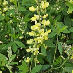 Location: Sandhills Horticultural Gardens Southern Pines, NC
Date: April 15, 2024
Wild yellow Indigo #261 nn; "Genus name Baptisia comes from the G