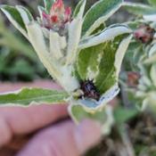 Purple cudweed # 561; RAB page 1066, 179-40-4a;. AG page 269, 55-