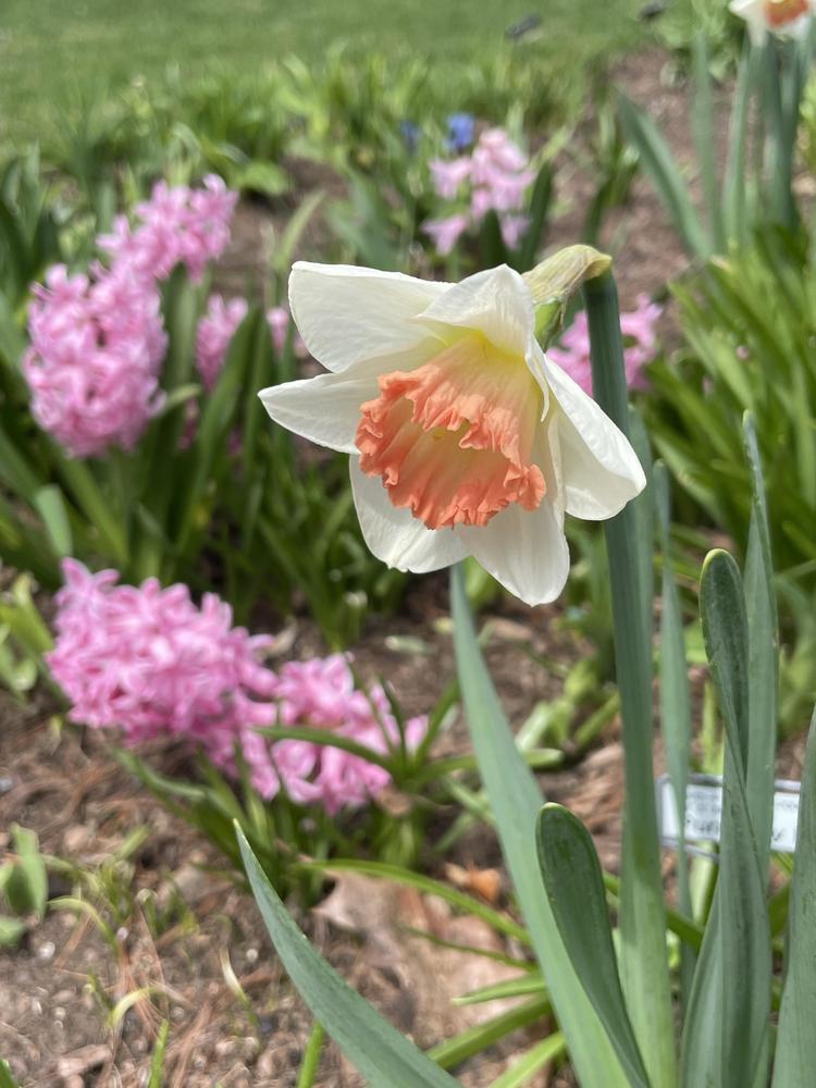 Photo of Large-Cupped Daffodil (Narcissus 'Pink Charm') uploaded by Zoia