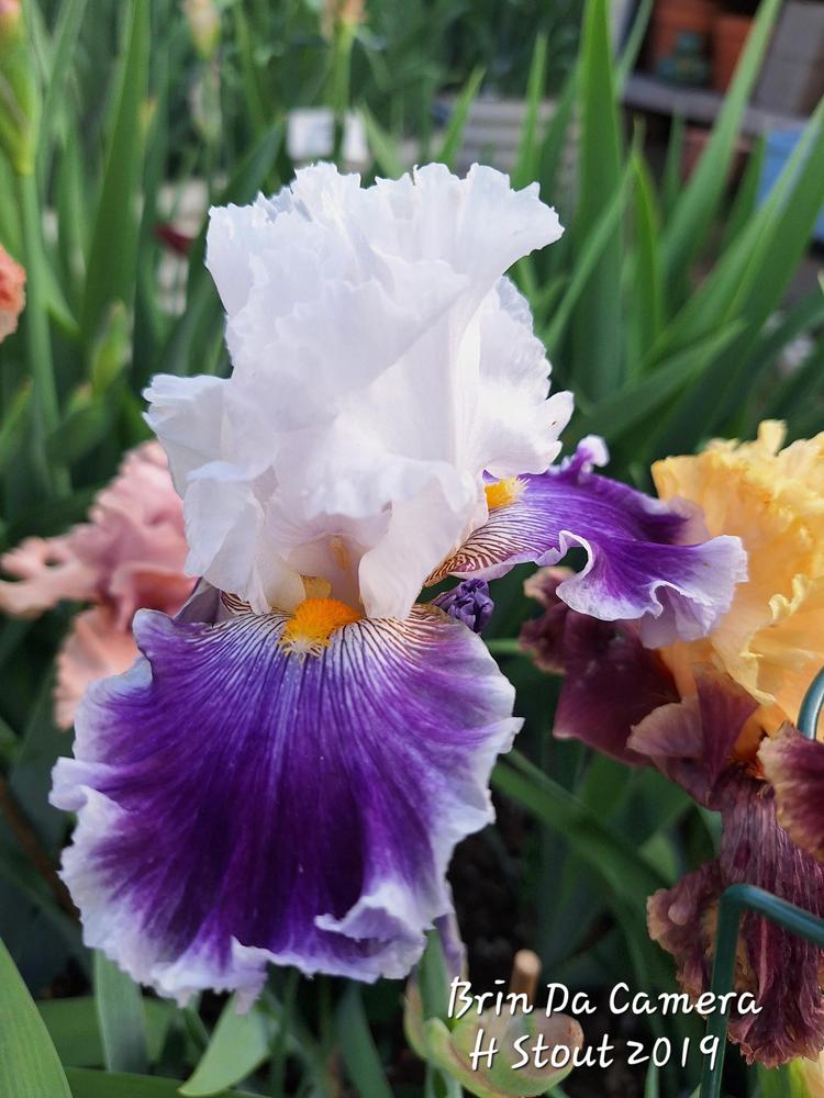 Photo of Tall Bearded Iris (Iris 'Brin da Camera') uploaded by javaMom