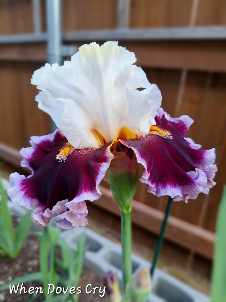 Photo of Tall Bearded Iris (Iris 'When Doves Cry') uploaded by javaMom