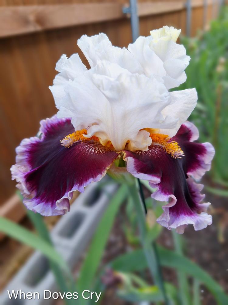 Photo of Tall Bearded Iris (Iris 'When Doves Cry') uploaded by javaMom