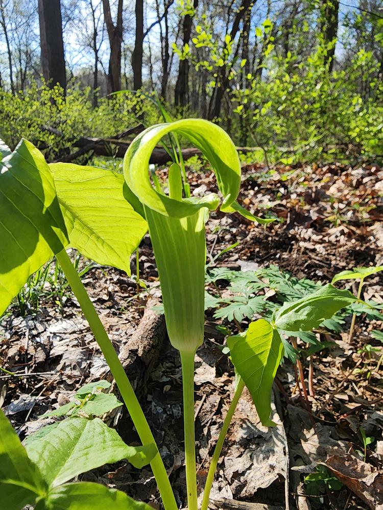 Photo of Jack in the Pulpit (Arisaema triphyllum) uploaded by oranges