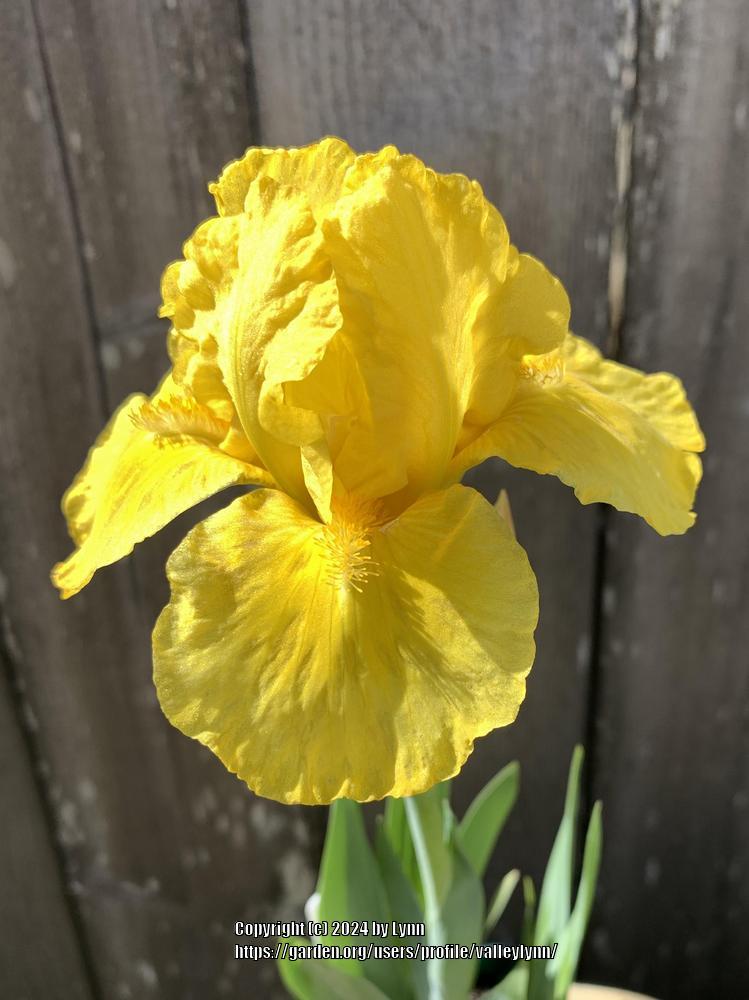 Photo of Standard Dwarf Bearded Iris (Iris 'Ben's Dandelion') uploaded by valleylynn