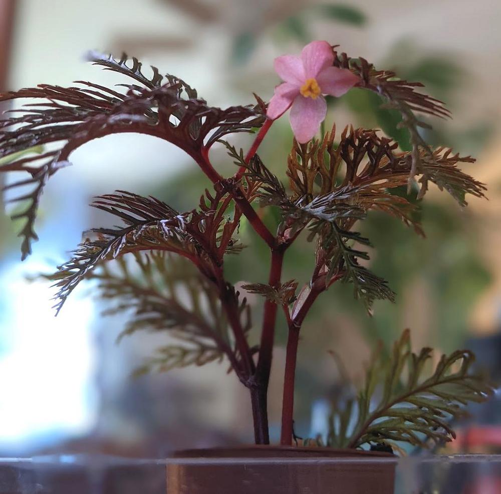 Photo of Begonia (Begonia bipinnatifida) uploaded by zelkova