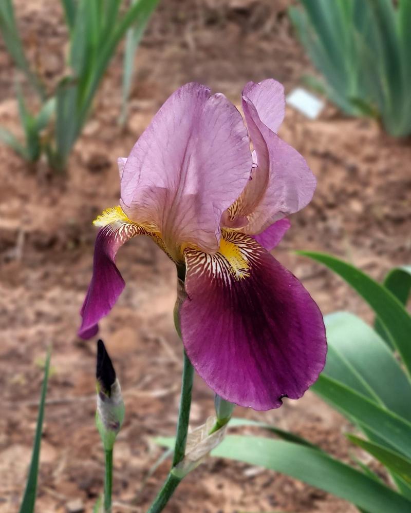 Photo of Tall Bearded Iris (Iris 'Indian Chief') uploaded by Bitoftrouble