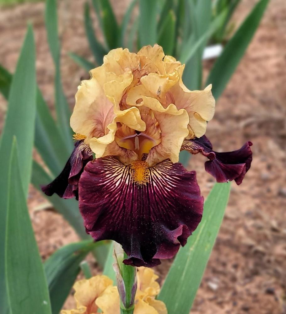 Photo of Tall Bearded Iris (Iris 'Mystic Image') uploaded by Bitoftrouble