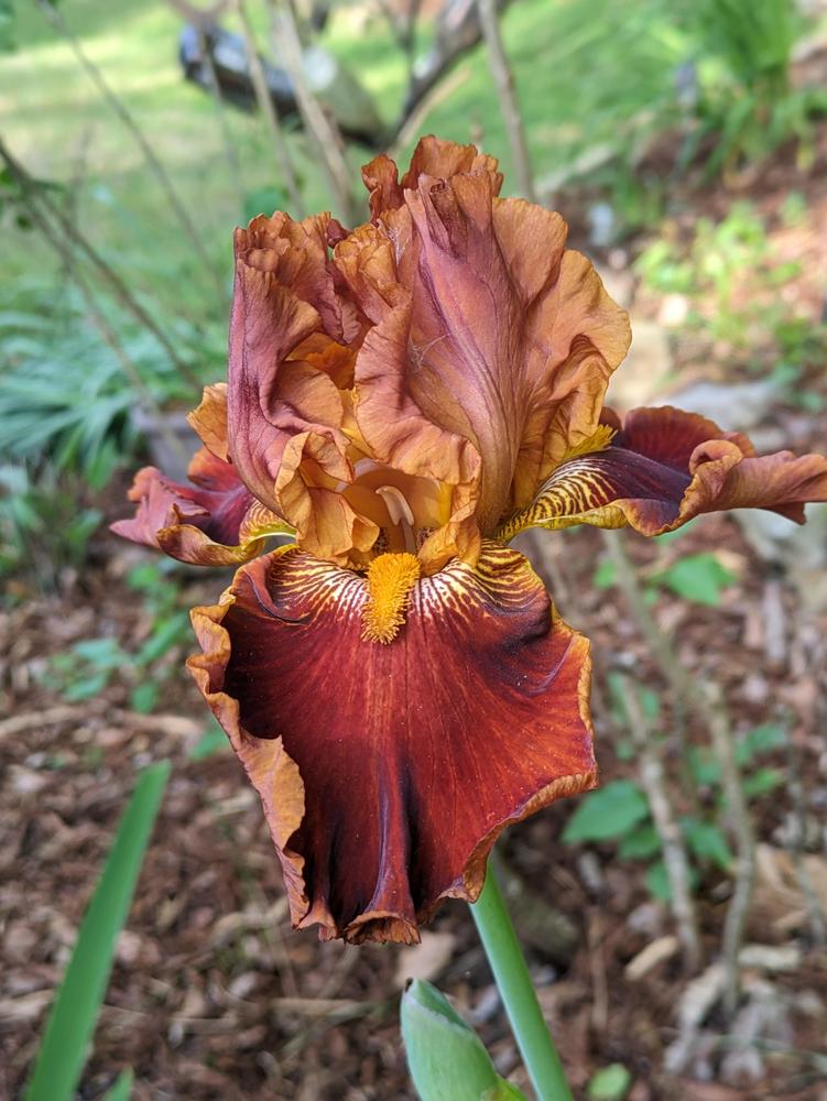 Photo of Tall Bearded Iris (Iris 'Rustler') uploaded by DixieSwede