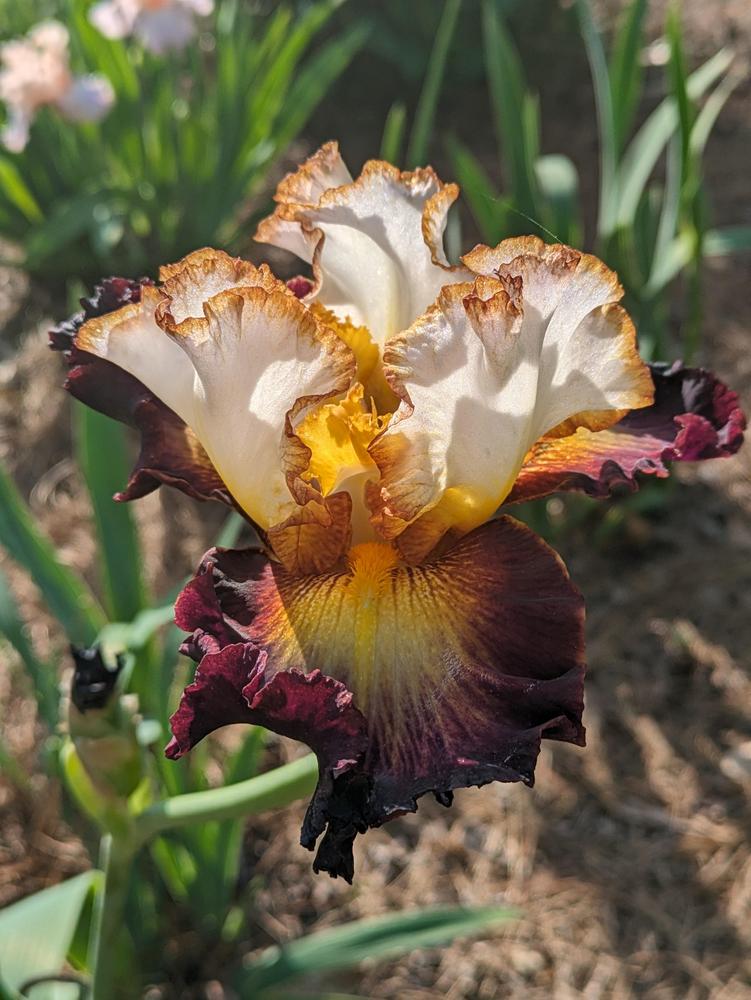 Photo of Tall Bearded Iris (Iris 'Superhero') uploaded by DixieSwede