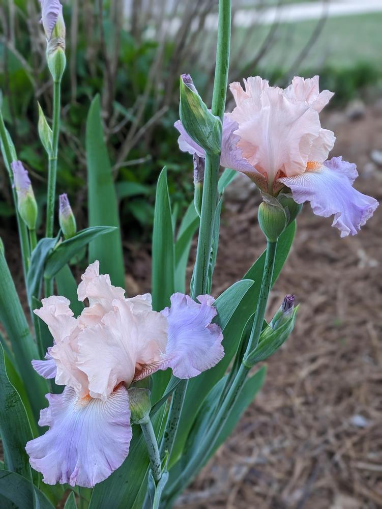 Photo of Tall Bearded Iris (Iris 'Celebration Song') uploaded by DixieSwede