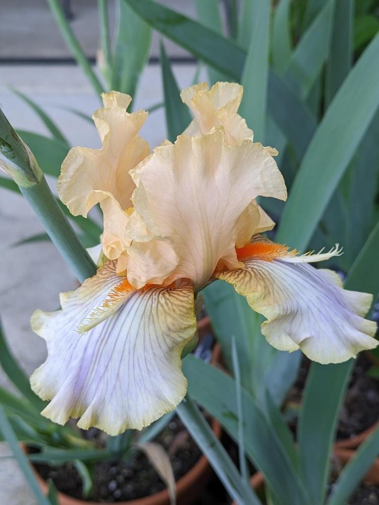 Photo of Tall Bearded Iris (Iris 'Artistic Touch') uploaded by DixieSwede