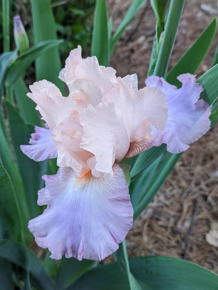Photo of Tall Bearded Iris (Iris 'Celebration Song') uploaded by DixieSwede