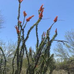 Location: Desert Botanical Garden   Phoenix, AZ
Date: 2024-04-08