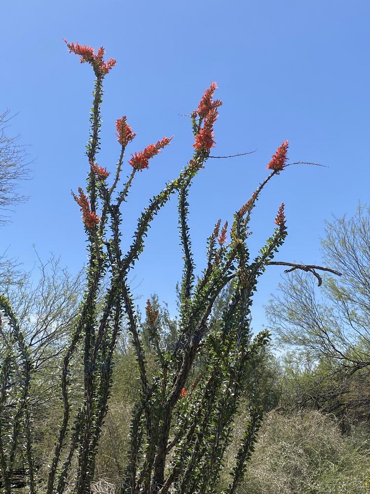 Photo of Ocotillo (Fouquieria splendens) uploaded by SL_gardener