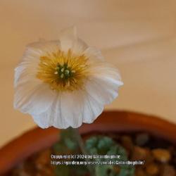 Location: Alpine Garden Society show, Hexham, Northumberland, England UK 
Date: 2024-04-13
Callianthemum alatavicum