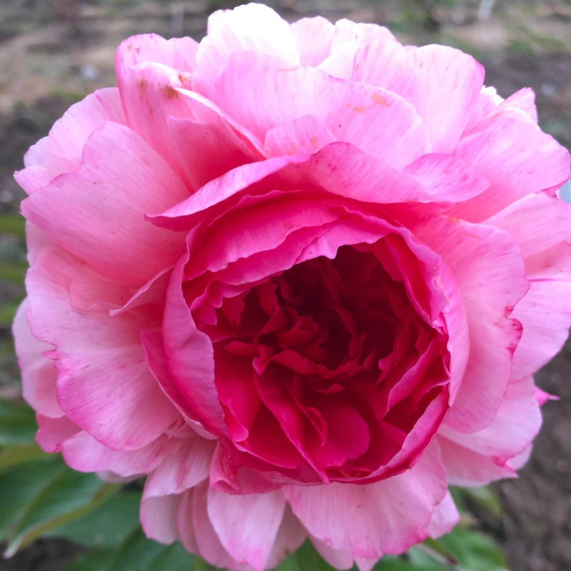 Photo of Peony (Paeonia 'Rose Heart') uploaded by Joy