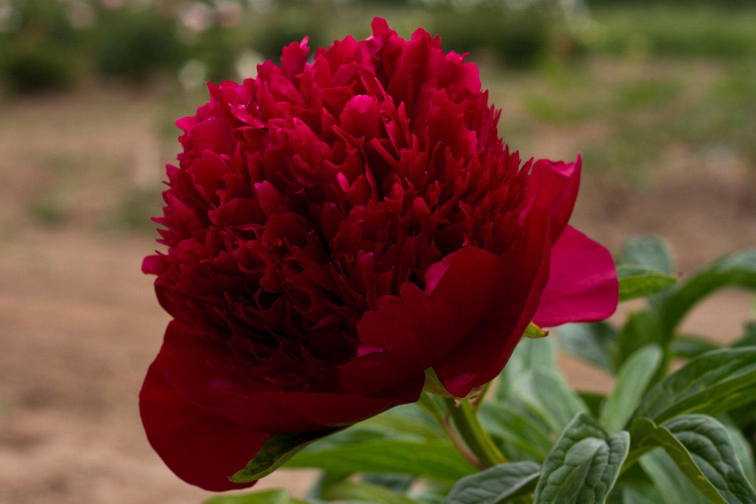 Photo of Peony (Paeonia 'Red Charm') uploaded by Joy