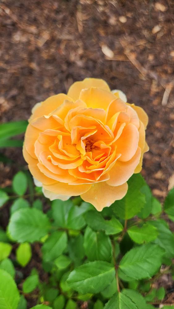 Photo of Rose (Rosa 'Molineux') uploaded by LandscapeGA8b
