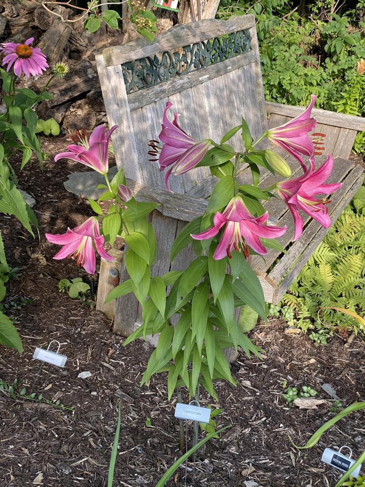 Photo of Lily (Lilium 'Loverstown') uploaded by Legalily