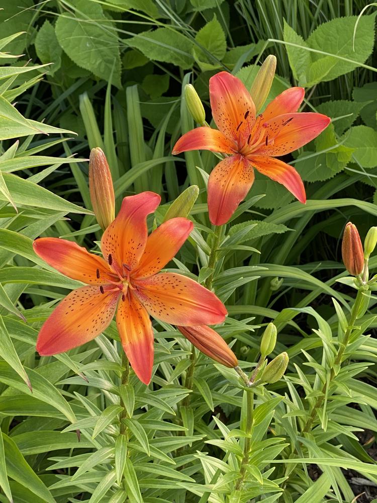 Photo of Lily (Lilium 'Prairie Harlequin') uploaded by Legalily