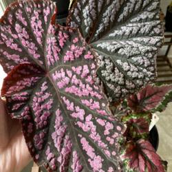 Location: Flat Rock NC
Date: 2024-04-16
New leaf in Spring shows strong pink coloration.