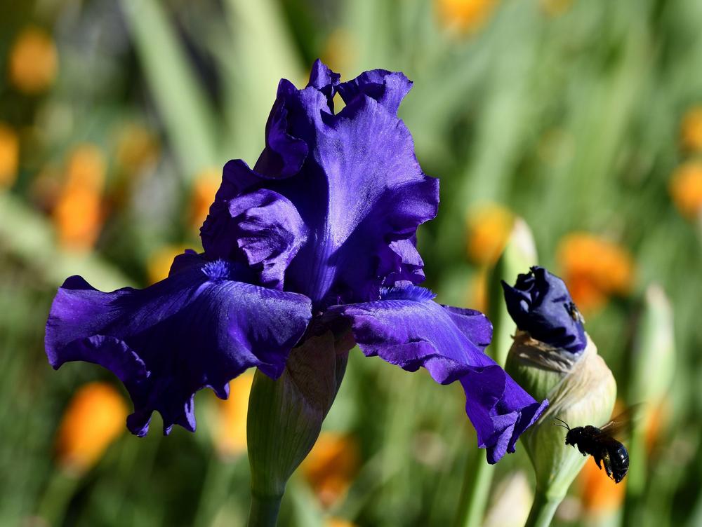 Photo of Tall Bearded Iris (Iris 'Titan's Glory') uploaded by azcowgirl