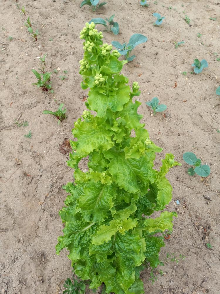 Photo of Lettuce (Lactuca sativa 'Australian Yellow') uploaded by farmerdill