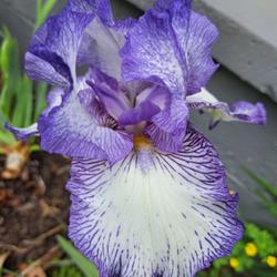 Location: Bassett, VA (Zone 7a)
Date: 2024-04-17
First bloom, however, second stalk. Beautiful!