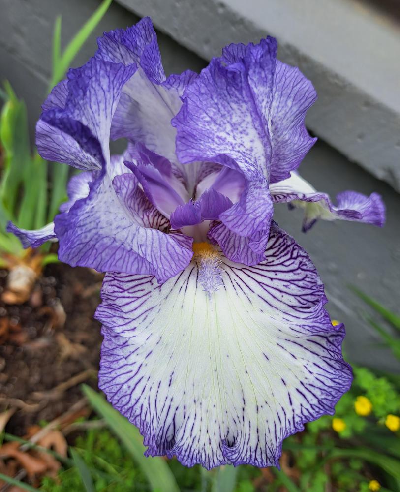 Photo of Tall Bearded Iris (Iris 'Earl of Essex') uploaded by BlueRidgeGardener23