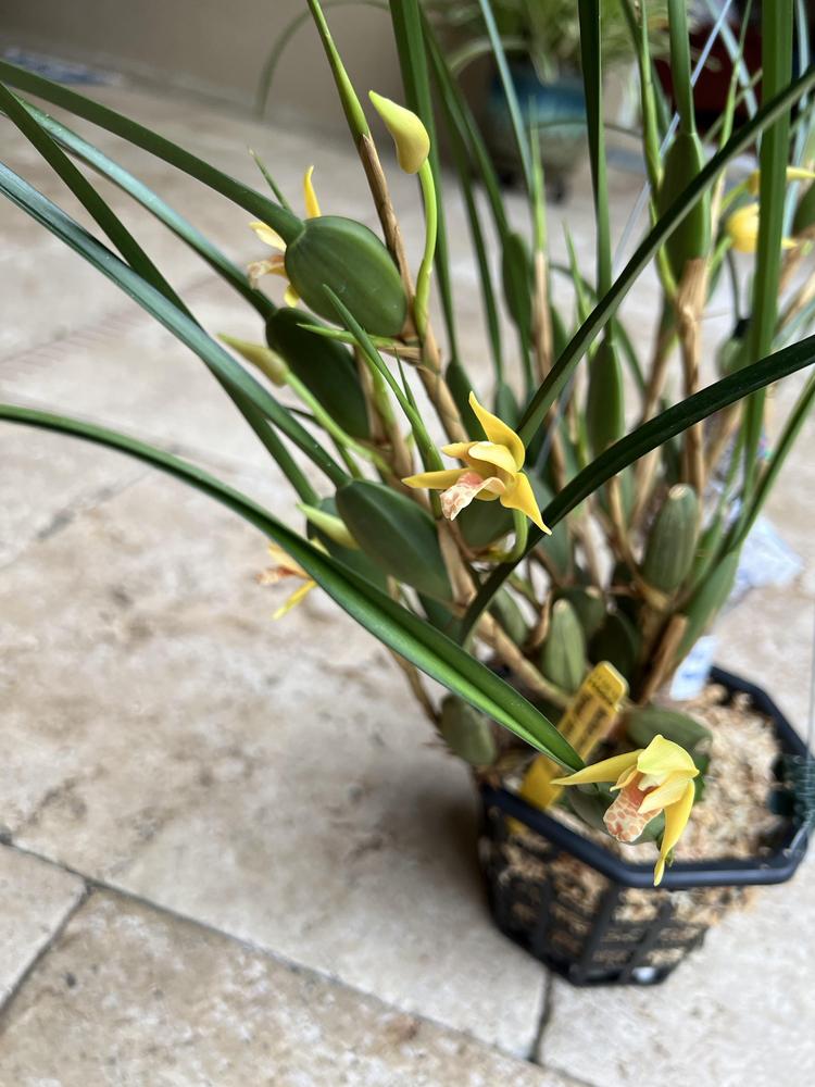 Photo of Coconut Orchid (Maxillaria tenuifolia 'Yamada') uploaded by Floridian