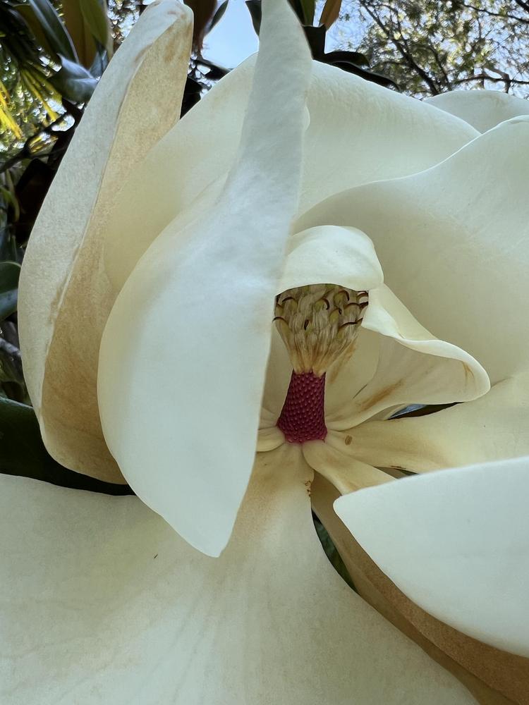 Photo of Southern Magnolia (Magnolia grandiflora) uploaded by Floridian