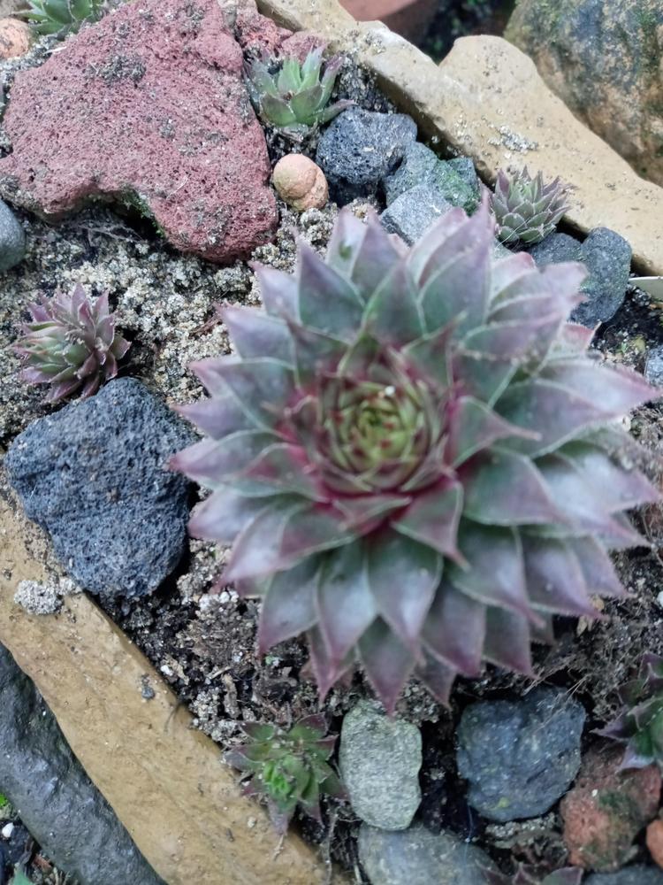 Photo of Hen and Chicks (Sempervivum 'Rose City') uploaded by GentianGrower